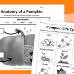 Pumpkin Life Cycle Worksheets For Kids (Free Printables) Intended For Free Printable Pumpkin Life Cycle Worksheet