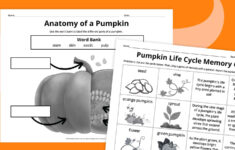 Pumpkin Life Cycle Worksheets For Kids (Free Printables) intended for Free Printable Pumpkin Life Cycle Worksheet