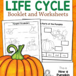 Pumpkin Life Cycle Worksheets   Mamas Learning Corner With Free Printable Pumpkin Life Cycle Worksheet