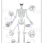 Skeleton System Worksheets   Free Coloring Pages, Pdf Printables For Printable Skeleton To Label Joints