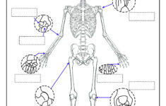 Skeleton System Worksheets - Free Coloring Pages, Pdf Printables for Printable Skeleton To Label Joints