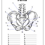 Skeleton System Worksheets   Free Coloring Pages, Pdf Printables For Printable Skeleton To Label Quiz