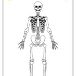 Skeleton System Worksheets   Free Coloring Pages, Pdf Printables In Printable Skeleton To Label Quiz