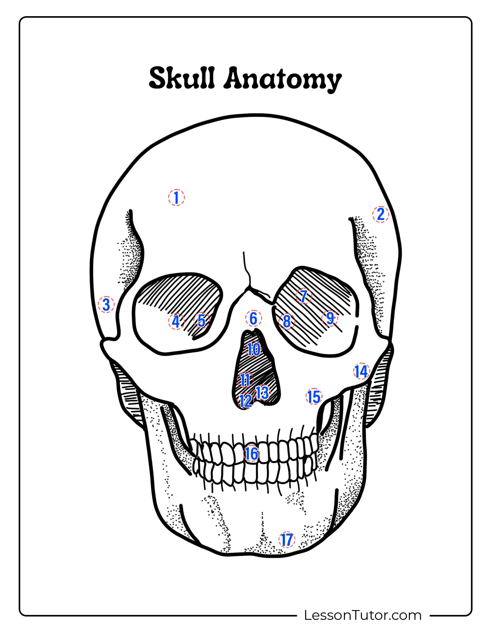 Skeleton System Worksheets - Free Coloring Pages, Pdf Printables with Printable Skeleton To Label Quiz