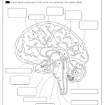 The Brain Anatomy   Free Worksheet For Kids   Skoolgo For Printable Brain Labeling Worksheet