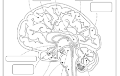 The Brain Anatomy - Free Worksheet For Kids - Skoolgo for Printable Brain Labeling Worksheet