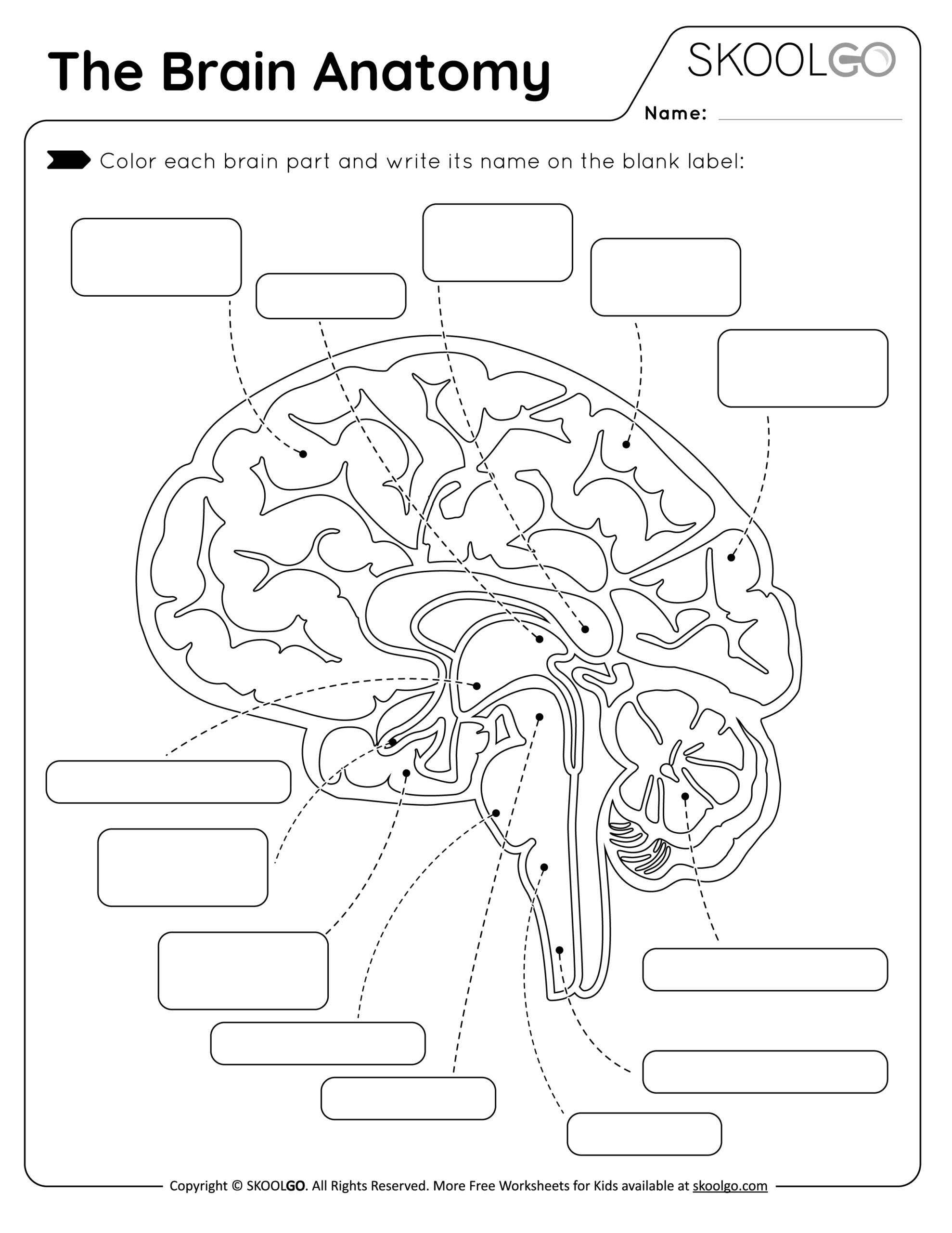 The Brain Anatomy - Free Worksheet For Kids - Skoolgo for Printable Brain Labeling Worksheet