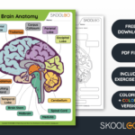 The Brain Anatomy   Free Worksheet For Kids   Skoolgo In Printable Brain Labeling Worksheet