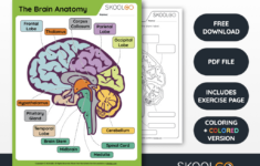 The Brain Anatomy - Free Worksheet For Kids - Skoolgo in Printable Brain Labeling Worksheet