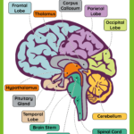 The Brain Anatomy   Free Worksheet For Kids   Skoolgo Regarding Printable Brain Labeling Worksheet