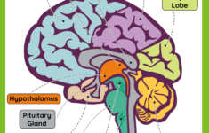 The Brain Anatomy - Free Worksheet For Kids - Skoolgo regarding Printable Brain Labeling Worksheet